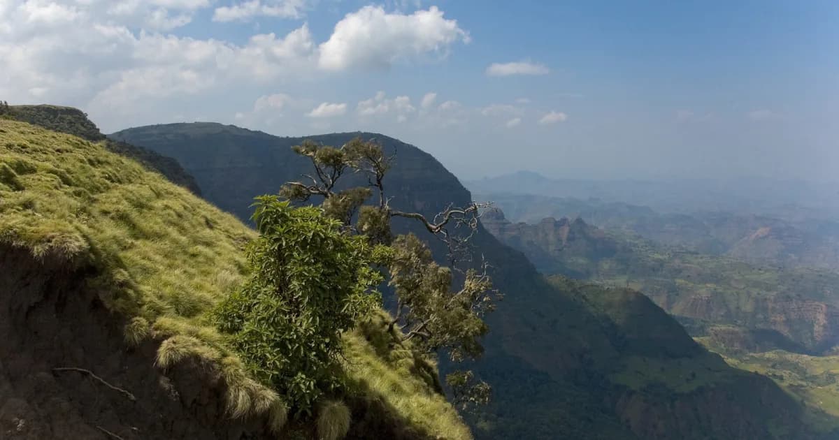 Ethiopia Plants Toward 50 Billion Trees as Citizens Lead a Green Revival Against Deforestation
