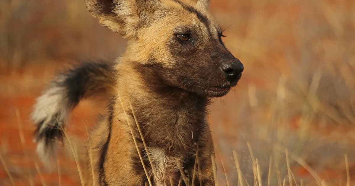 Three Wild Dog Brothers Complete Africa's Longest Recorded Mammal Journey Across Zambia