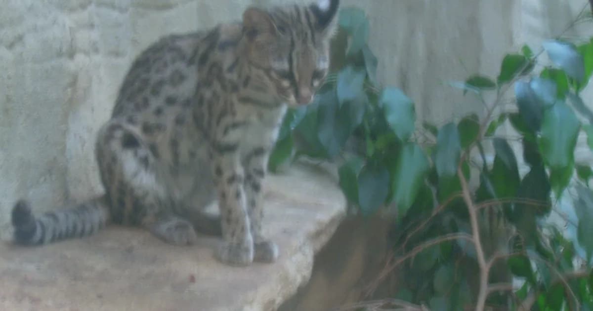 Scientists Name First New Cat Species in a Century From Bolivia's Cloud Forest