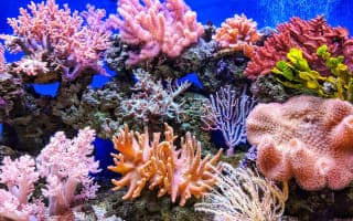Great Barrier Reef Suffers Largest Annual Coral Decline on Record After Mass Bleaching