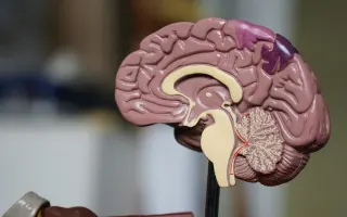 Brain Cells Once Thought Protective May Actually Drive Cognitive Decline With Age