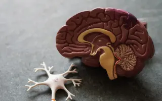 Scientists Discover Hidden Immune Organ Inside the Skull Bone Challenging Assumptions