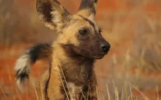 Three Wild Dog Brothers Complete Africa's Longest Recorded Mammal Journey Across Zambia