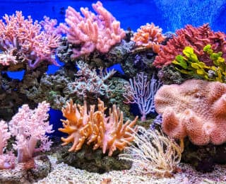 Great Barrier Reef Suffers Largest Annual Coral Decline on Record After Mass Bleaching
