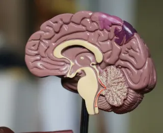 Brain Cells Once Thought Protective May Actually Drive Cognitive Decline With Age