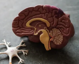 Scientists Discover Hidden Immune Organ Inside the Skull Bone Challenging Assumptions