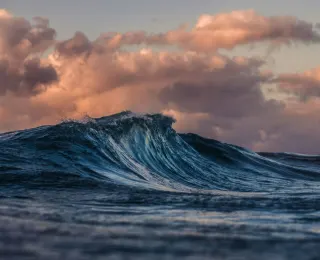 Loss of Kelp Forests Reverberates Down to Microbial Level in Ocean Ecosystems