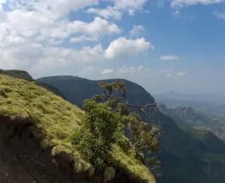 Ethiopia Plants Toward 50 Billion Trees as Citizens Lead a Green Revival Against Deforestation
