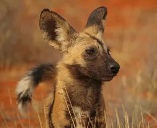 Three Wild Dog Brothers Complete Africa's Longest Recorded Mammal Journey Across Zambia